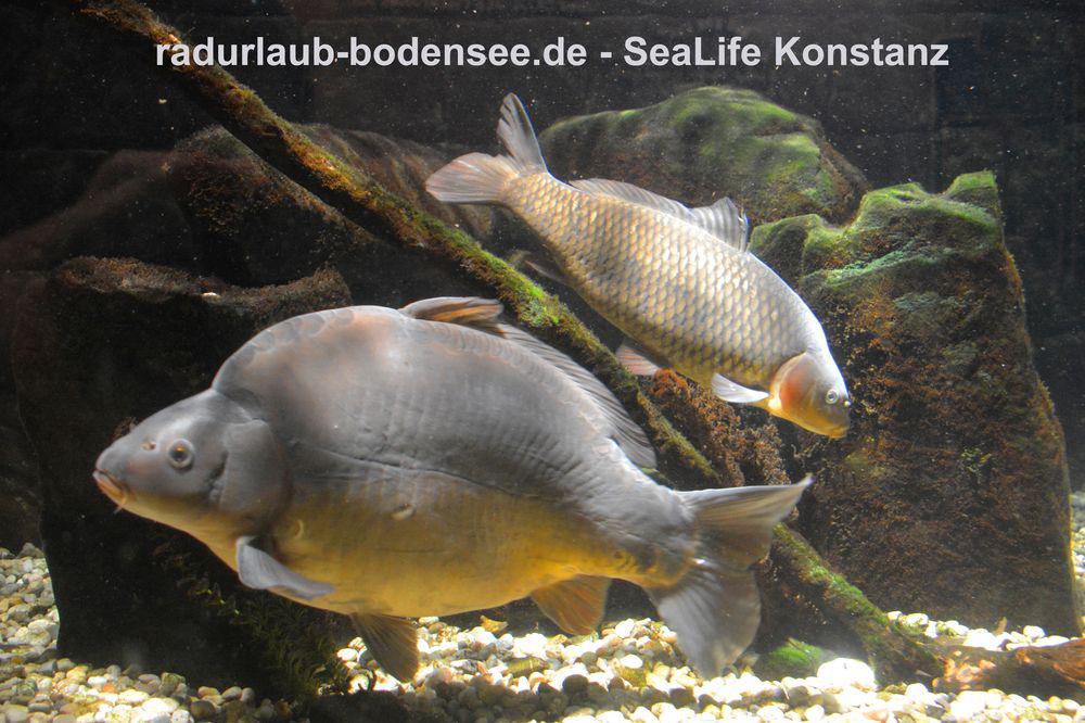 Cycling Along Lake Constance - SeaLife Centre in Constance