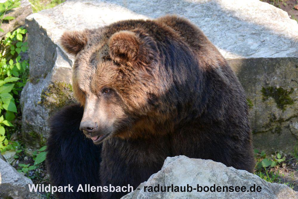 Fietsvakantie aan de Bodensee - Wild- en recreatiepark Allensbach