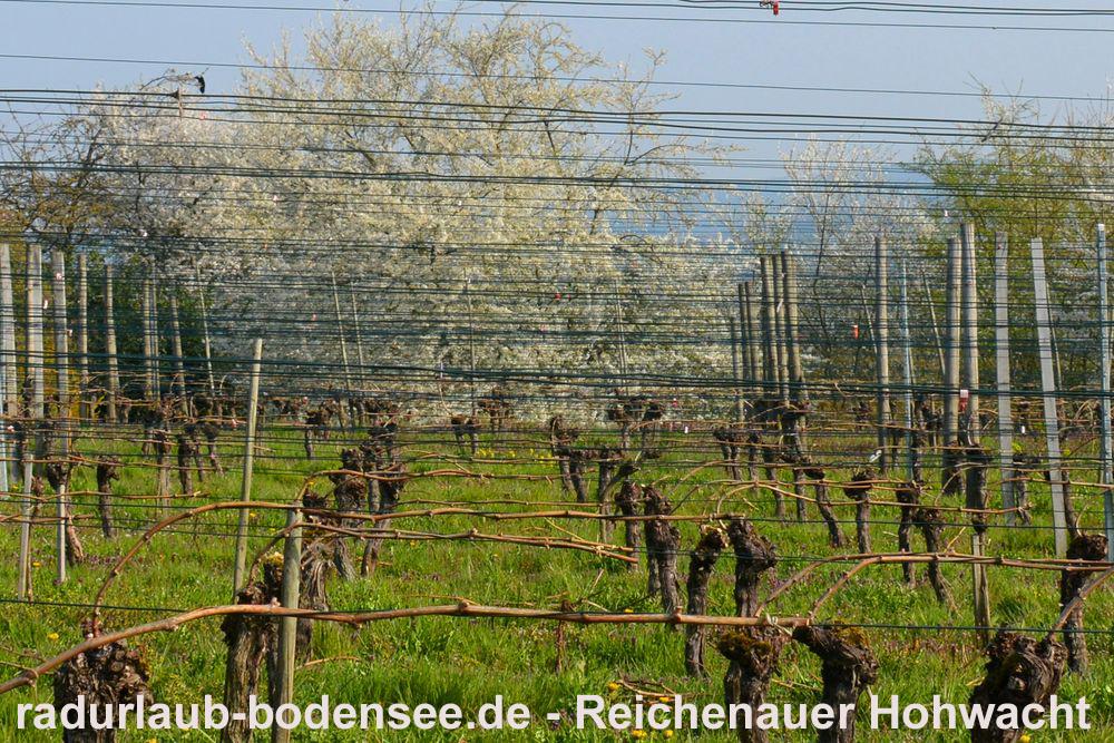 Wein am Bodensee - Lage Reichenau Hohwacht