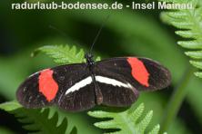 Insel Mainau - Schmetterlingshaus